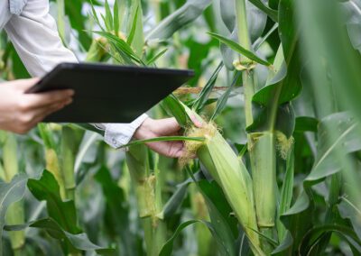 mejoras agricultura maiz